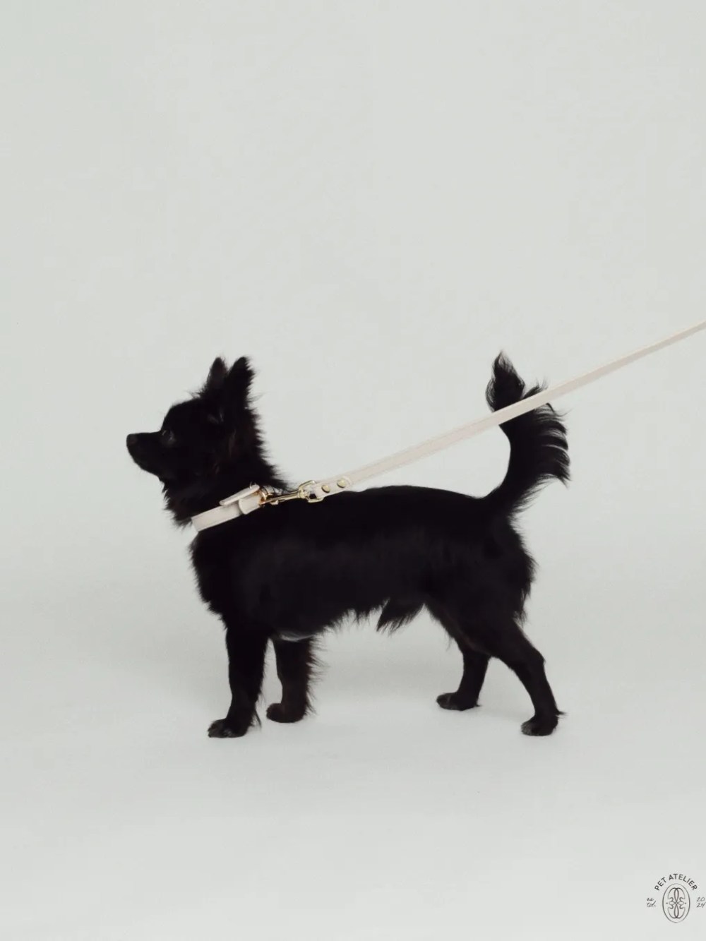 Small black dog wearing personalized white dog collar with gold hardware.