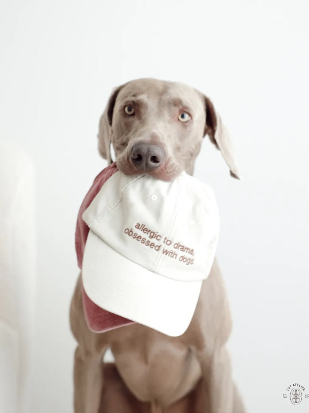 Dog wearing an Oliva Pet Atelier white cap – Instagram photo.