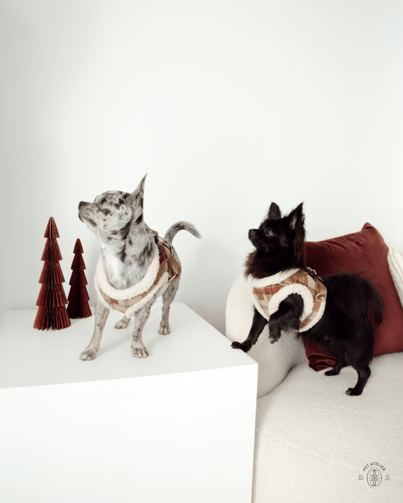 Small dogs wearing the Tartan Winter Dog Harness with sherpa lining, part of the Oliva Pet Atelier winter collection.