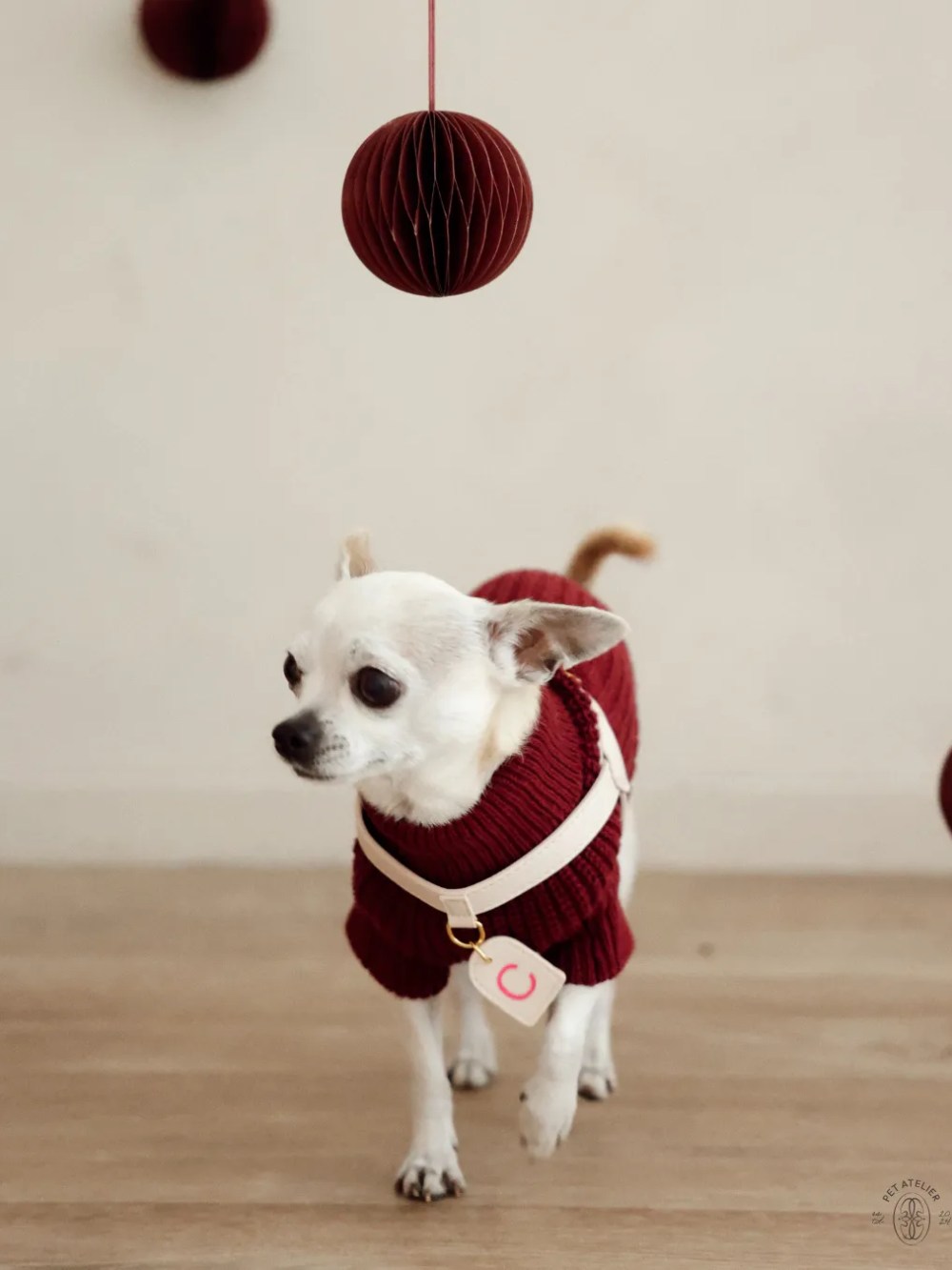 Chihuahua wearing a burgundy winter sweater in a holiday setting.