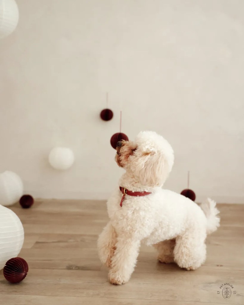 Small dog wearing a winter beige sweater in a cozy Christmas setting – Oliva Pet Atelier