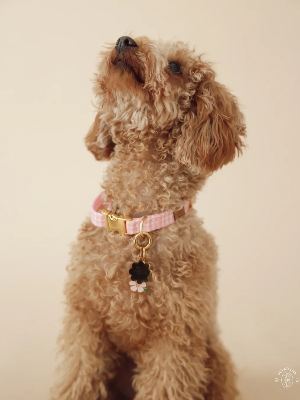 Perro pequeño con collar Vichy rosa personalizado con charm dorado Oliva Pet Atelier