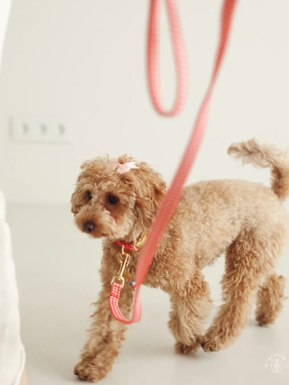 correa vichy roja para perro pequeño en paseo