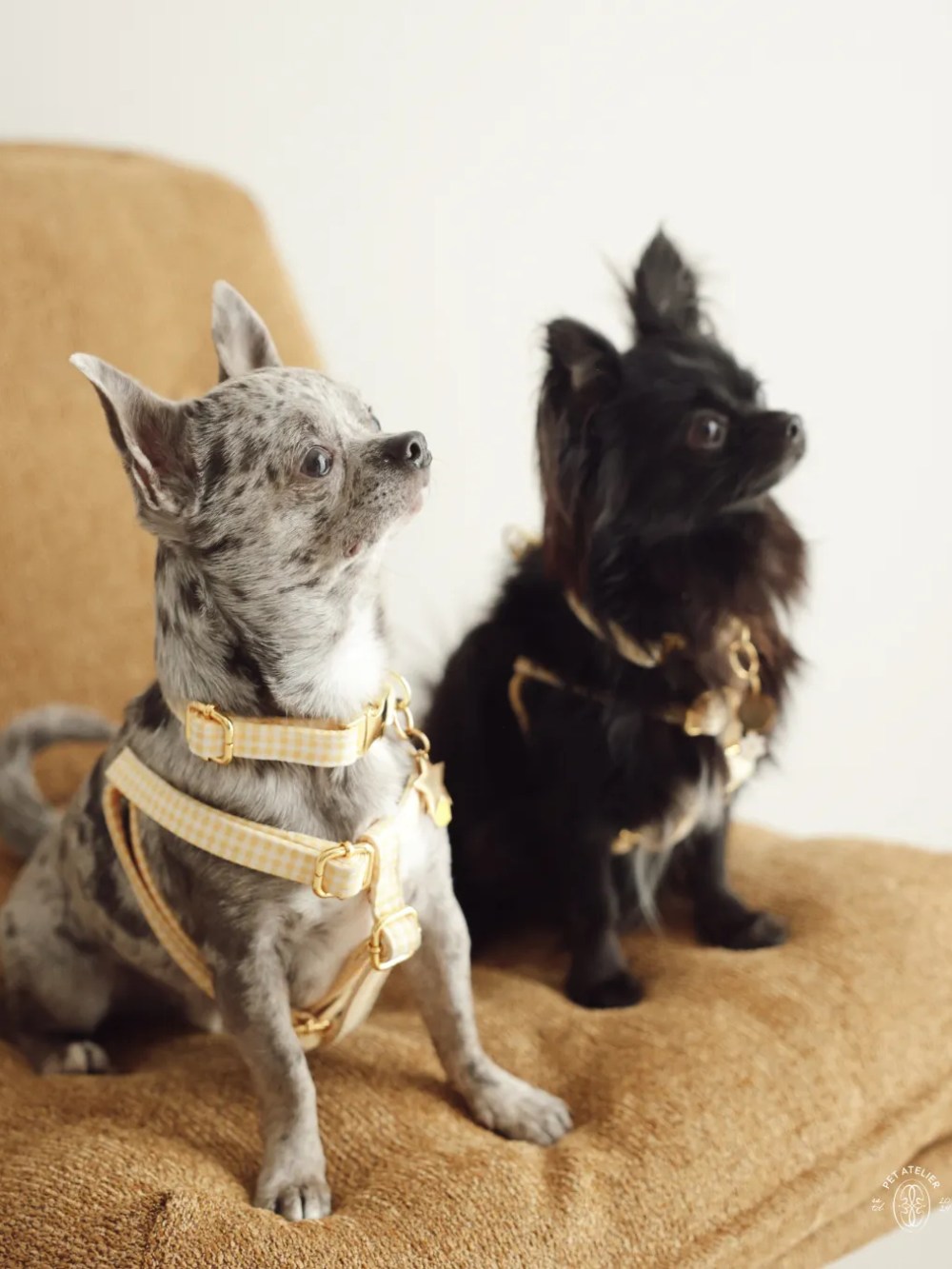 arnes vichy amarillo para perro pequeño en uso