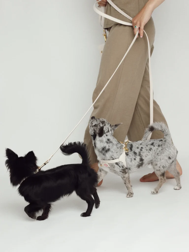 Dos perros pequeños de paseo con arneses personalizados blancos