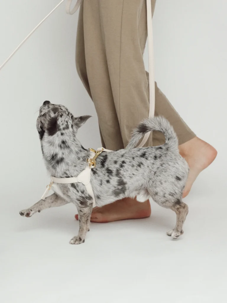 Perro pequeño merle con el arnés personalizado blanco