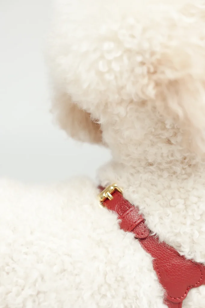 Close-up of the burgundy personalised harness on a curly-haired dog