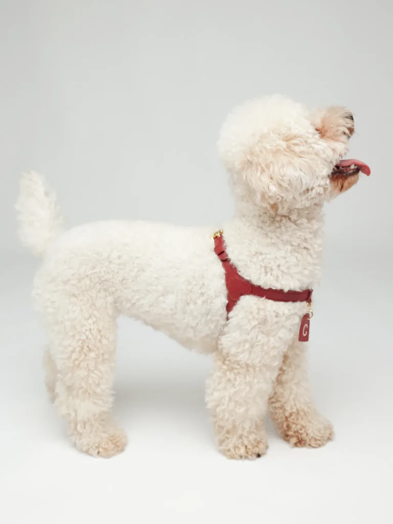 White curly-haired dog wearing the burgundy personalised harness