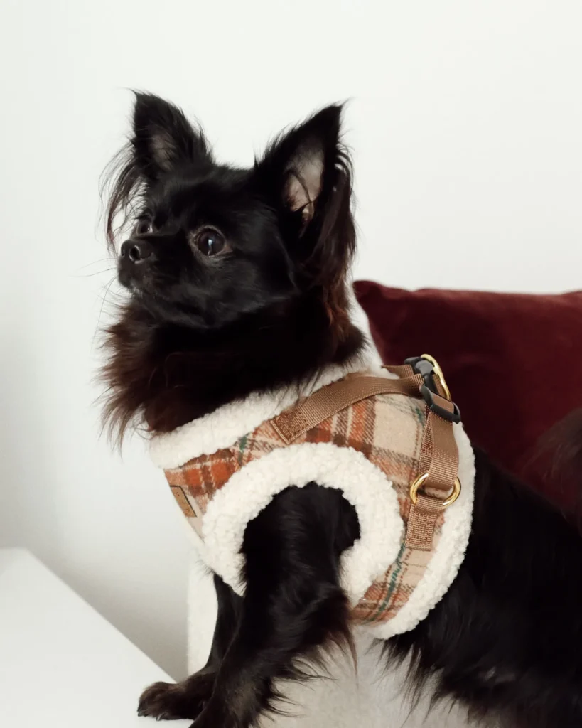 Perro pequeño negro de pelo largo con el arnés de tartán y sherpa