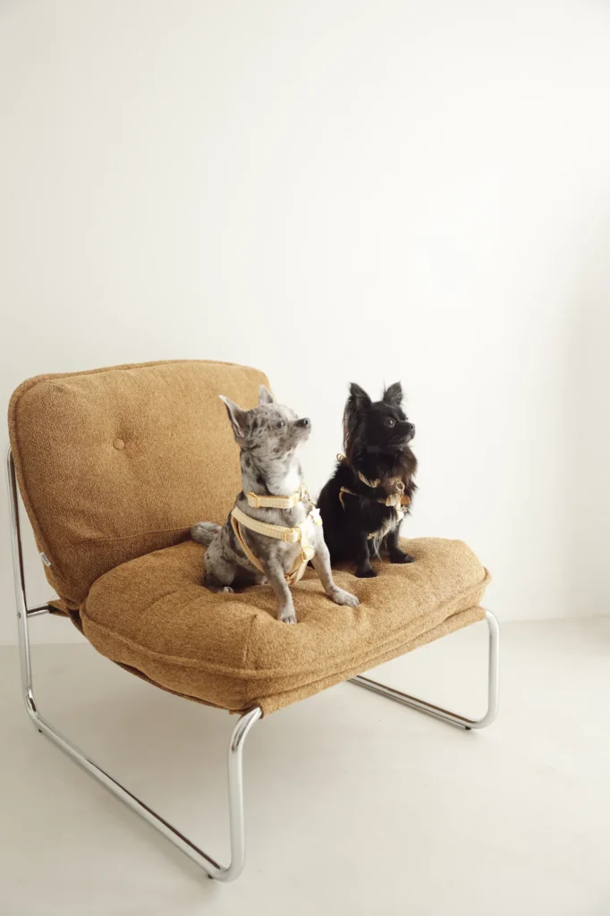 Two small dogs on an armchair wearing yellow Vichy dog harnesses