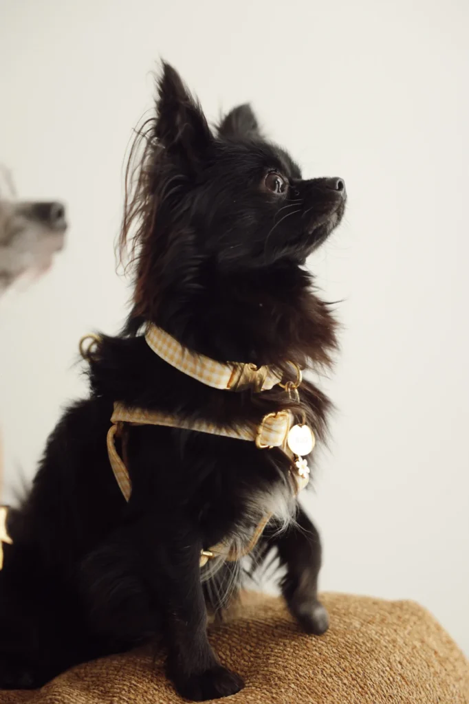 Small black long-haired dog wearing the yellow Vichy harness and an engraved tag