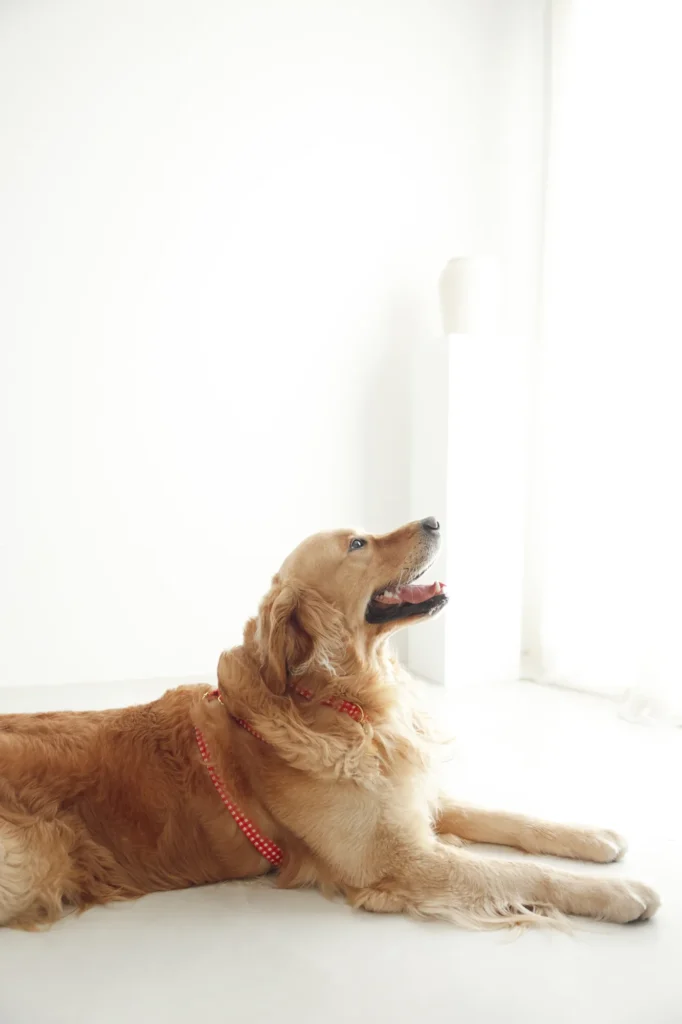 Golden retriever tumbado con el arnés Vichy rojo