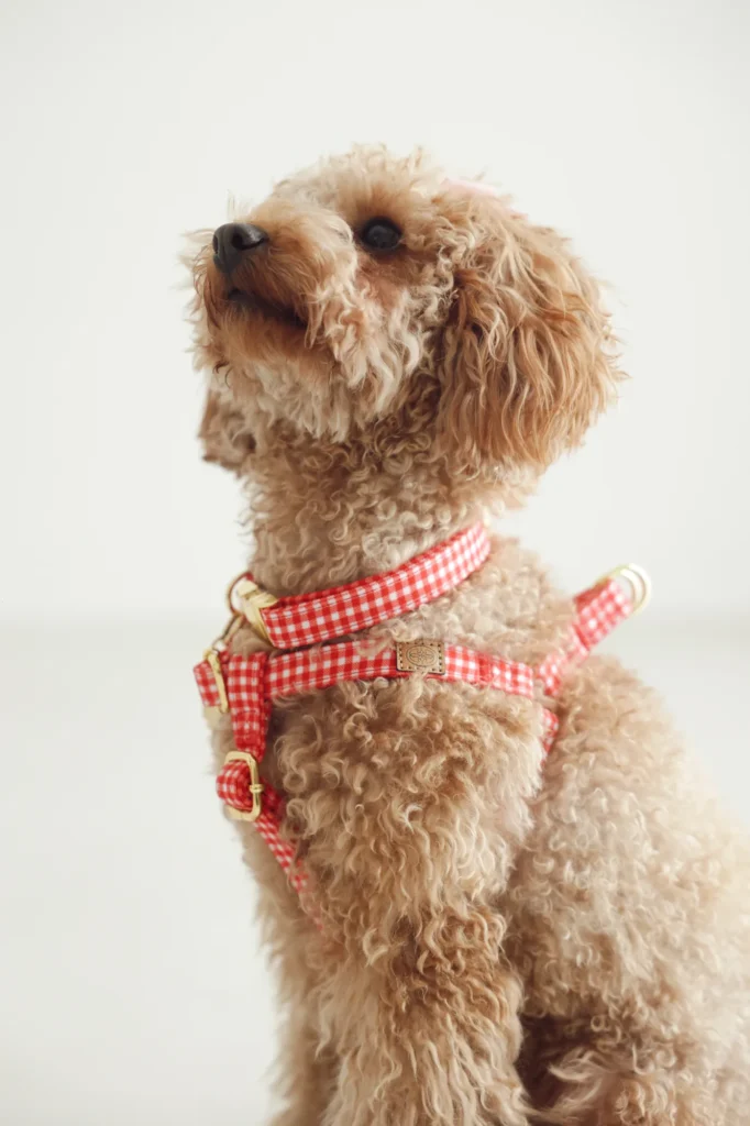 Perro de pelo rizado sentado con el arnés Vichy rojo de cuadros