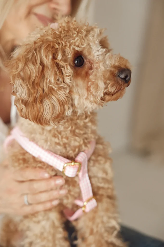 Close-up of the pink Vichy gingham harness with gold-tone buckles on a curly-haired dog