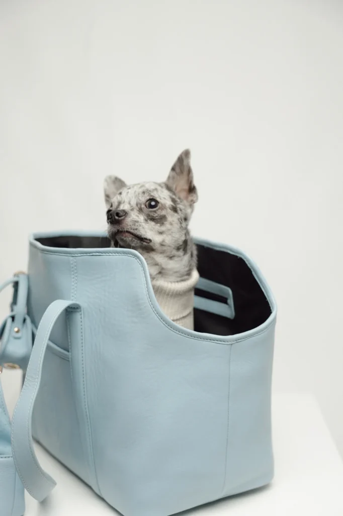 Small spotted dog peeking out of the Sky Blue leather dog carrier bag