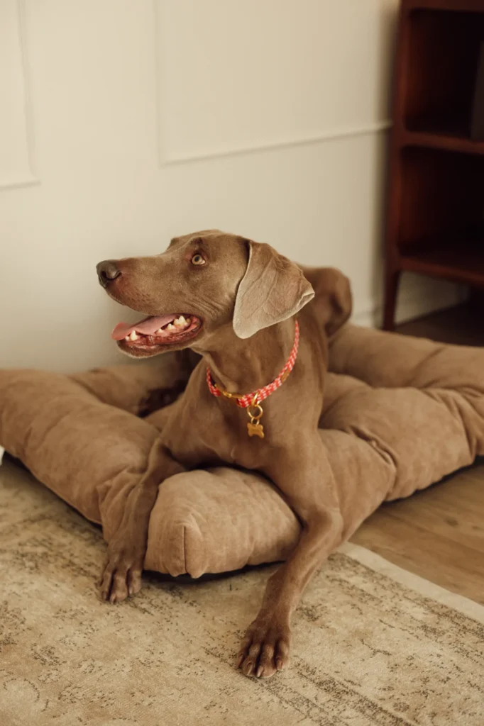 Weimaraner lying on the beige Atelier dog bed, wearing a pink collar