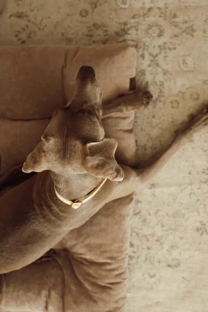 Top view of a Weimaraner resting on the beige Atelier dog bed