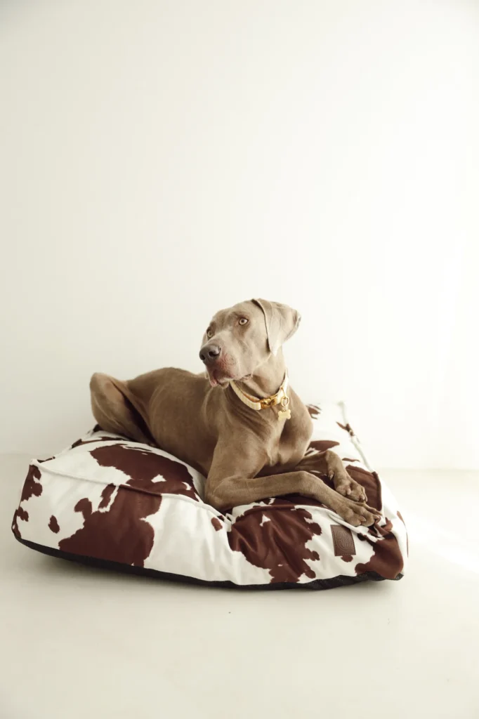 Weimaraner lying on the mattress-style Moo dog bed in size L