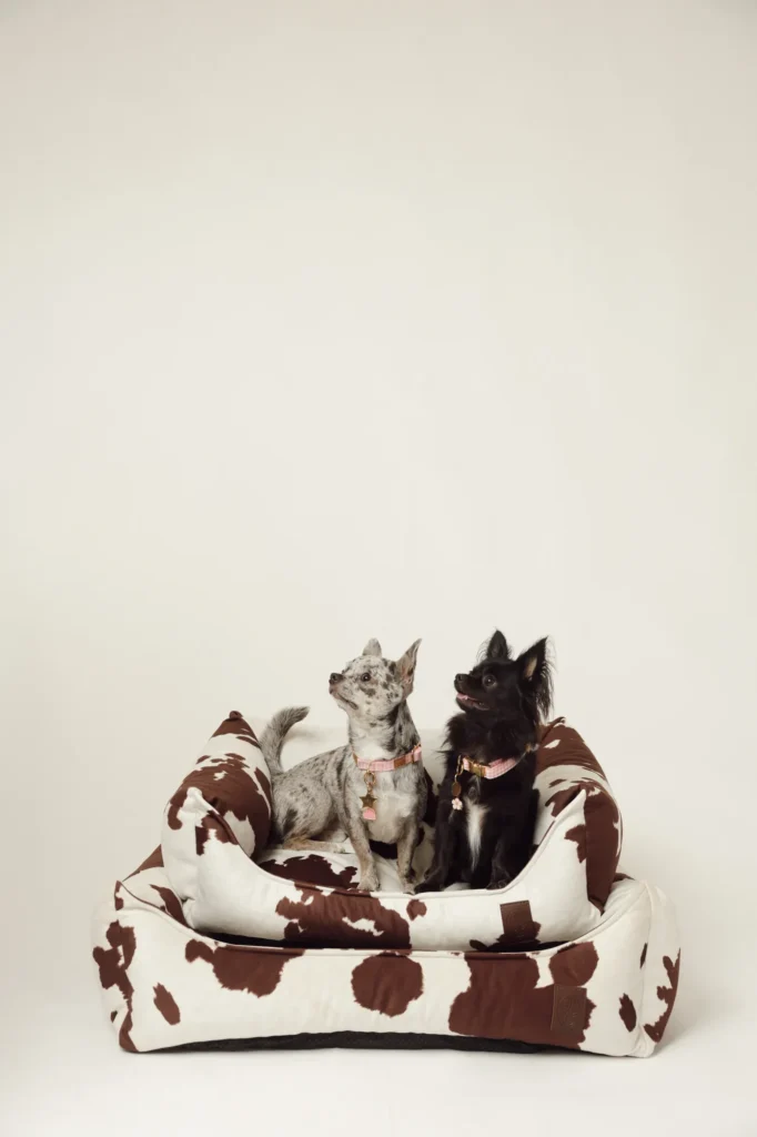Two small dogs sitting on the Moo cow print dog bed