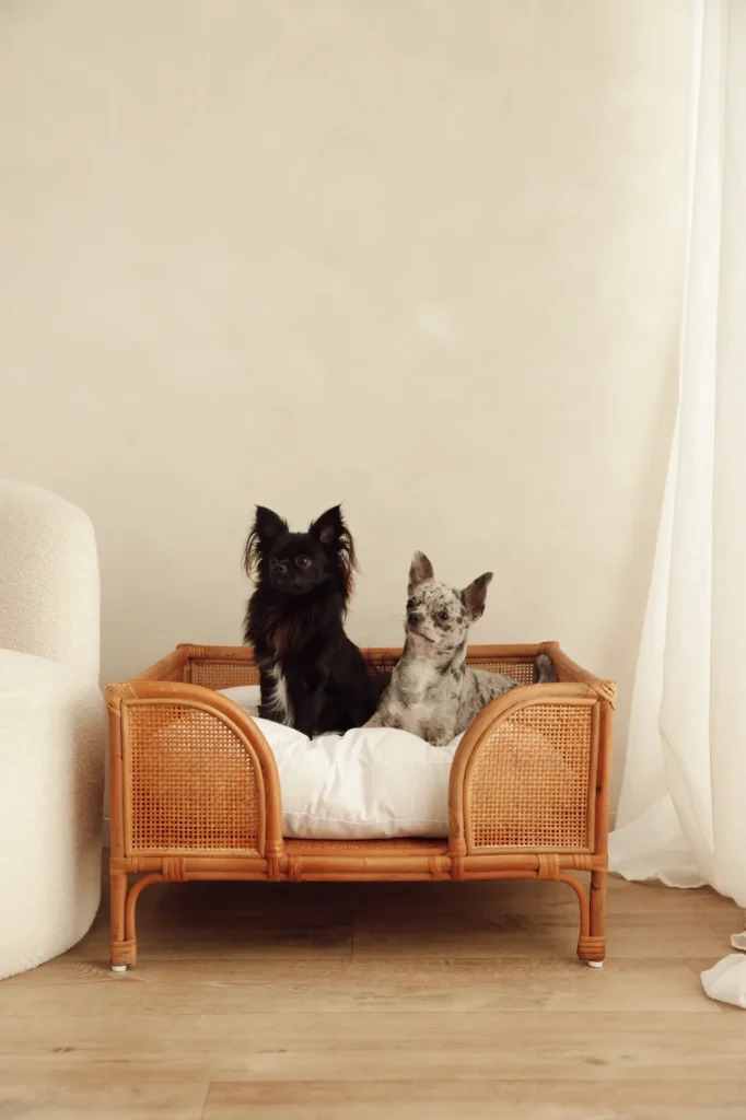 Two small dogs sitting on the Oliva rattan dog bed in a living room