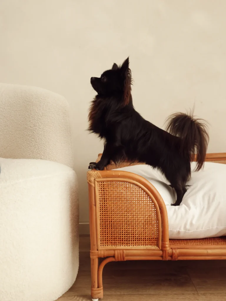 Small black dog standing on the Oliva rattan dog bed