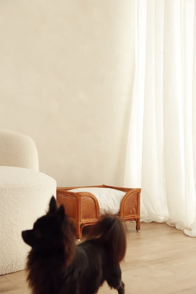 Oliva rattan dog bed in a bright living room with a small dog