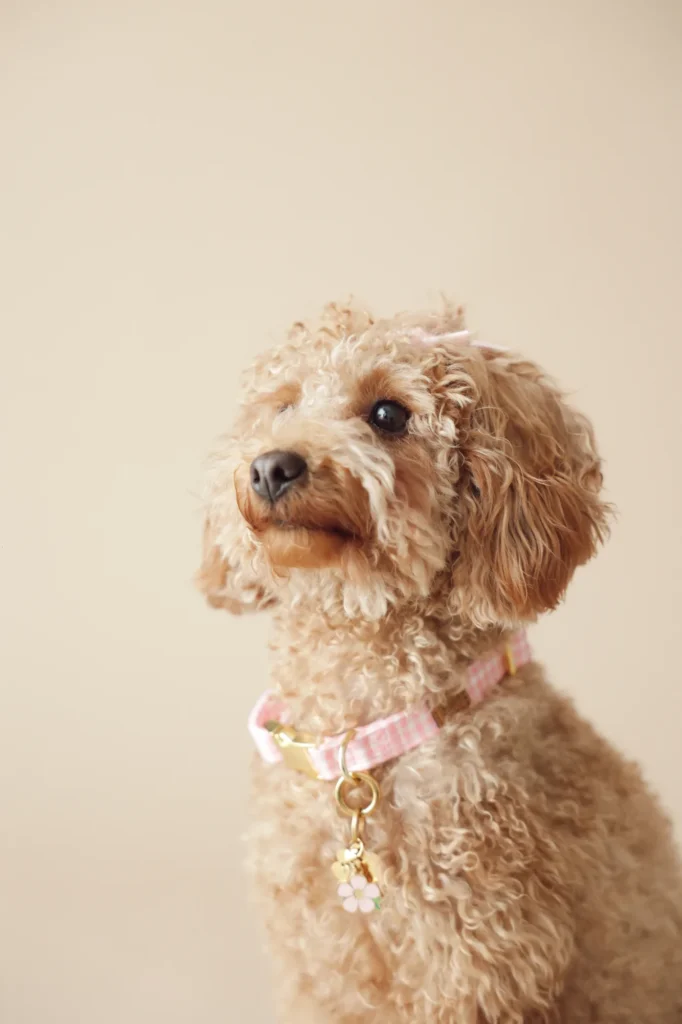 Caniche con el charm de flor Bloom rosa en el collar Vichy rosa