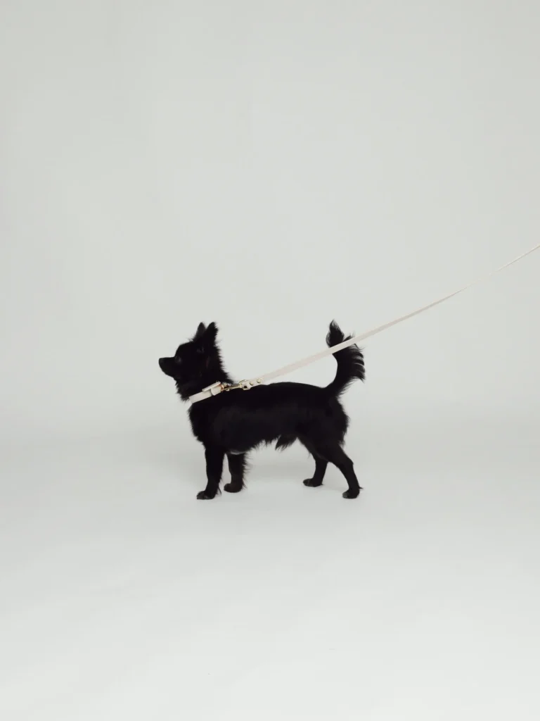 Chihuahua negro de pelo largo con el collar personalizado blanco y correa a juego