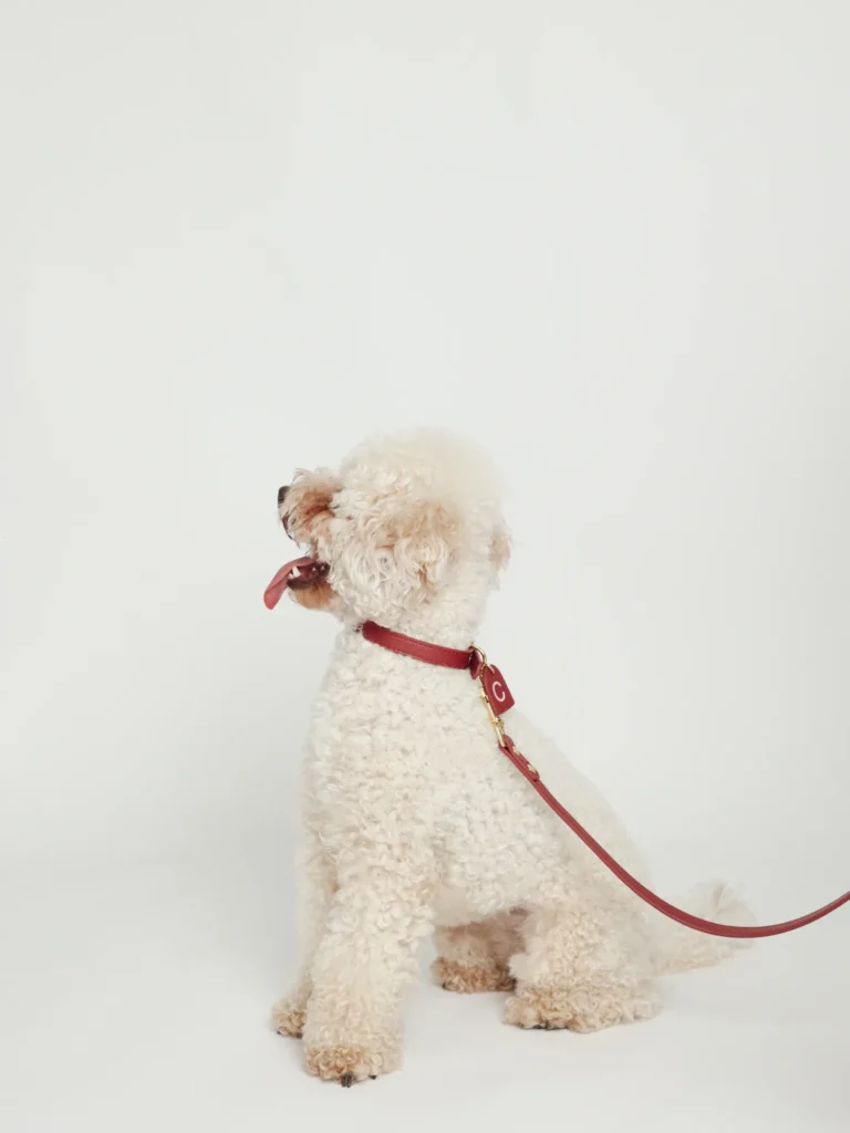 White poodle wearing the burgundy personalised collar with an initial tag and a matching lead
