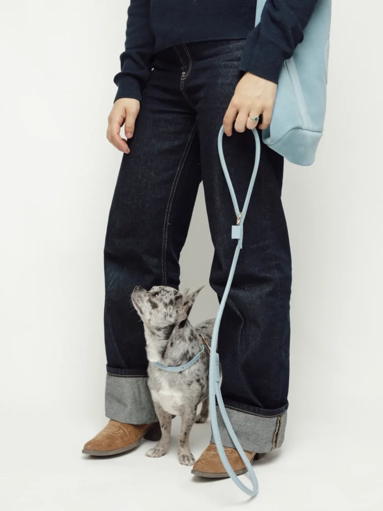 Small spotted dog looking up, wearing the Sky Blue round leather collar on a walk