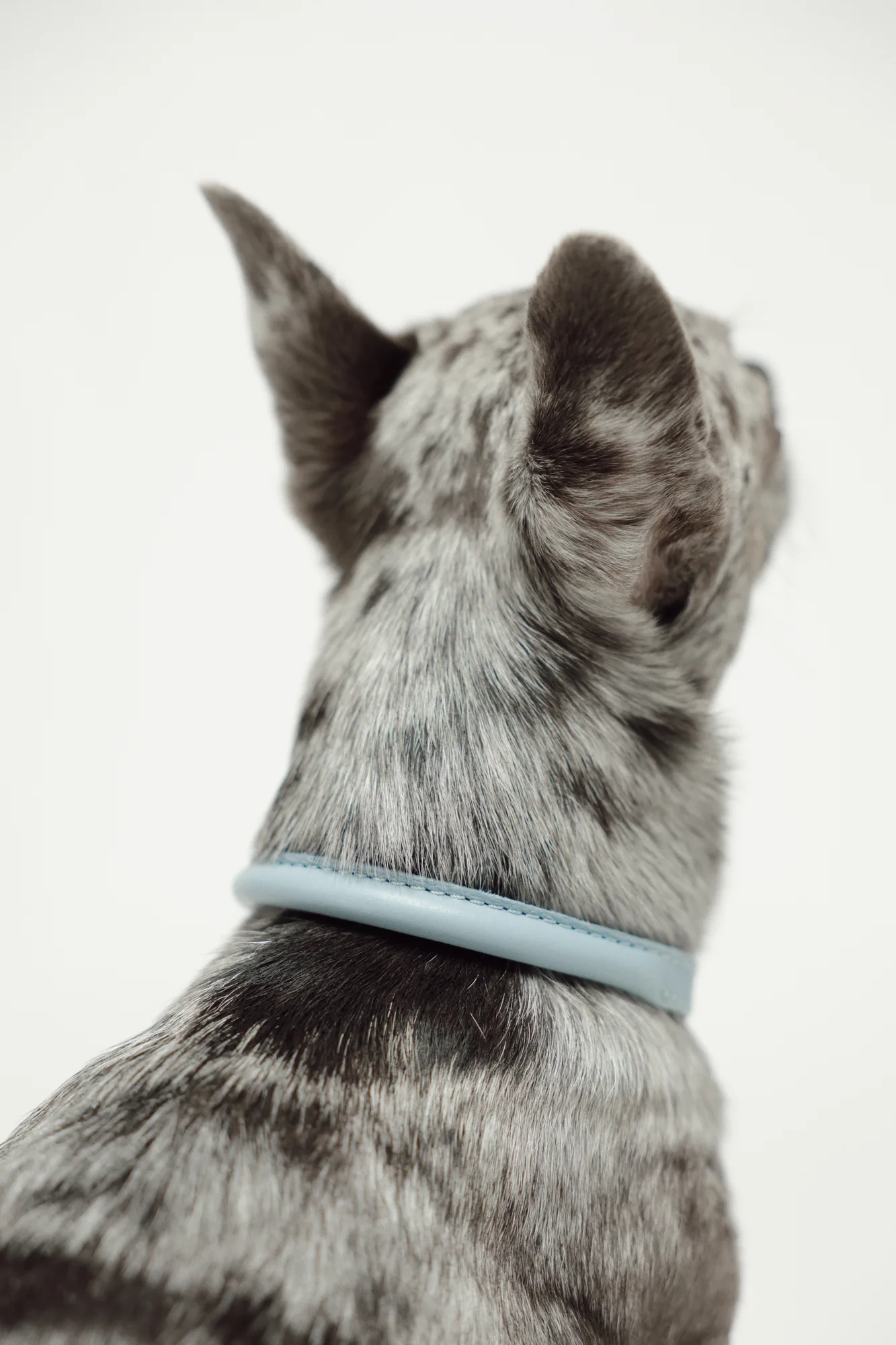 Small spotted dog seen from behind wearing the Sky Blue round leather collar