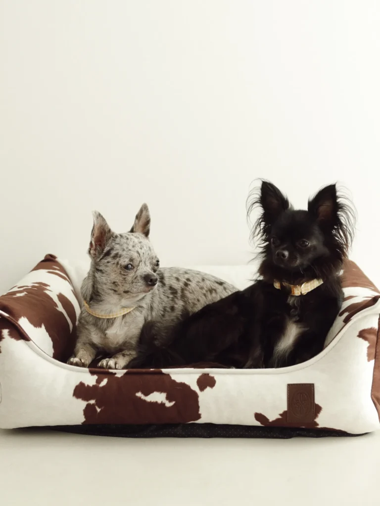 Two chihuahuas wearing yellow Vichy collars in the cow-print Moo dog bed