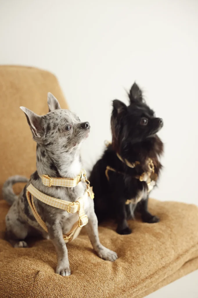 Merle and black chihuahuas wearing yellow Vichy gingham accessories