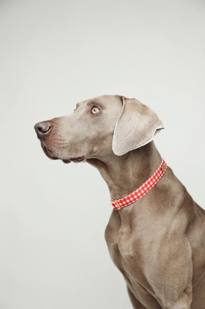 Perfil de un braco de Weimar con el collar Vichy rojo