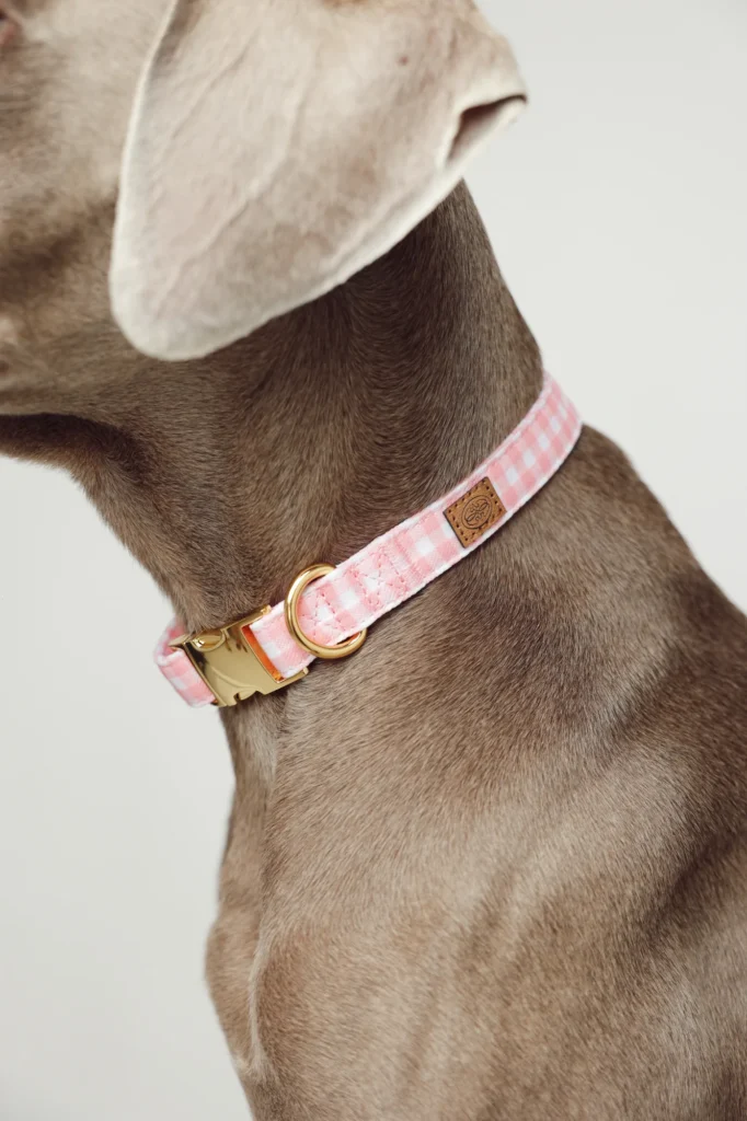 Weimaraner wearing the pink Vichy gingham collar