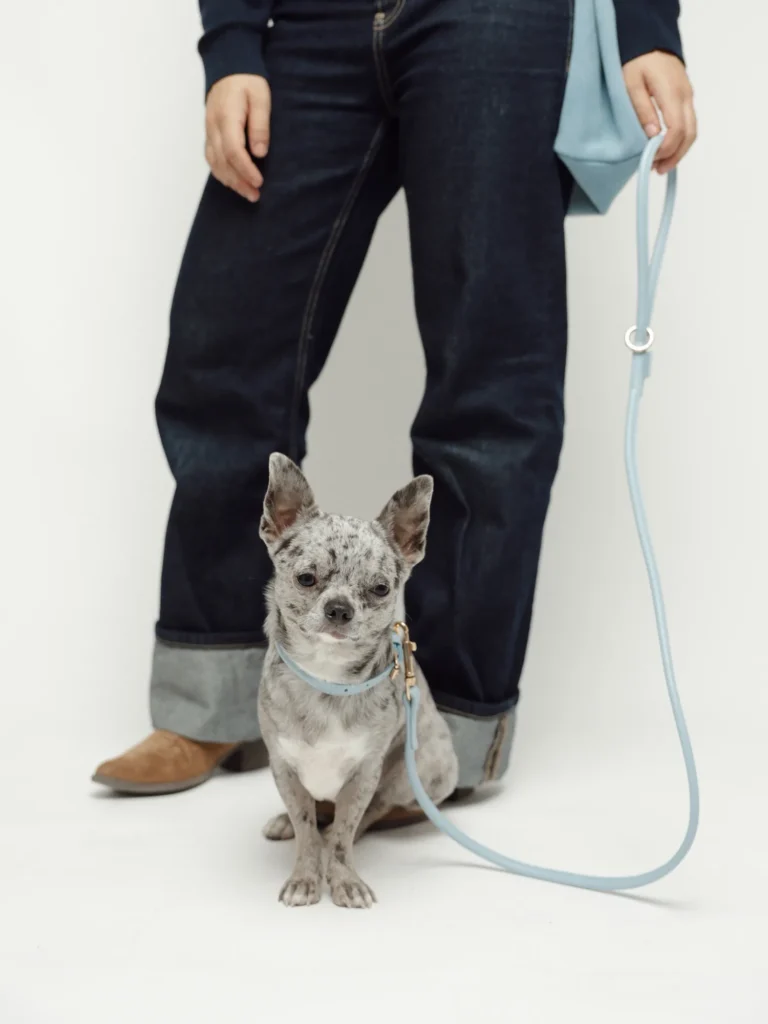 Small spotted dog sitting with the Sky Blue round leather collar and leash