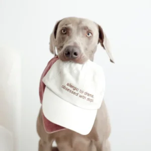 Weimaraner holding the sand Oliva cap embroidered with “allergic to drama, obsessed with dogs.” in its mouth, with the red cap behind it