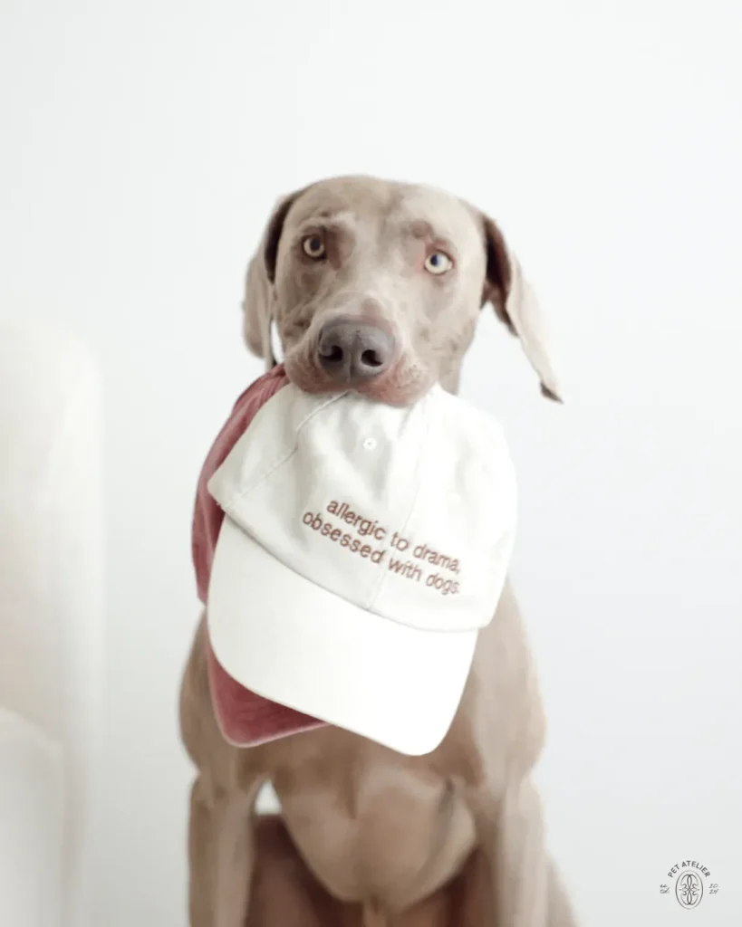 Weimaraner con la gorra arena de Oliva bordada con «allergic to drama, obsessed with dogs.» en la boca, con la gorra roja detrás