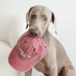 Weimaraner holding the red Oliva cap embroidered with “walkies are my cardio.” in its mouth