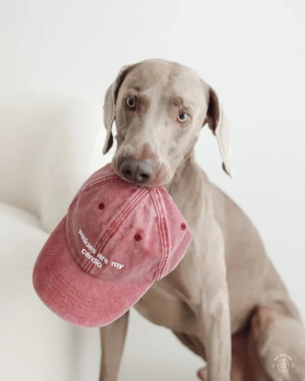 Weimaraner holding the red Oliva cap embroidered with “walkies are my cardio.” in its mouth