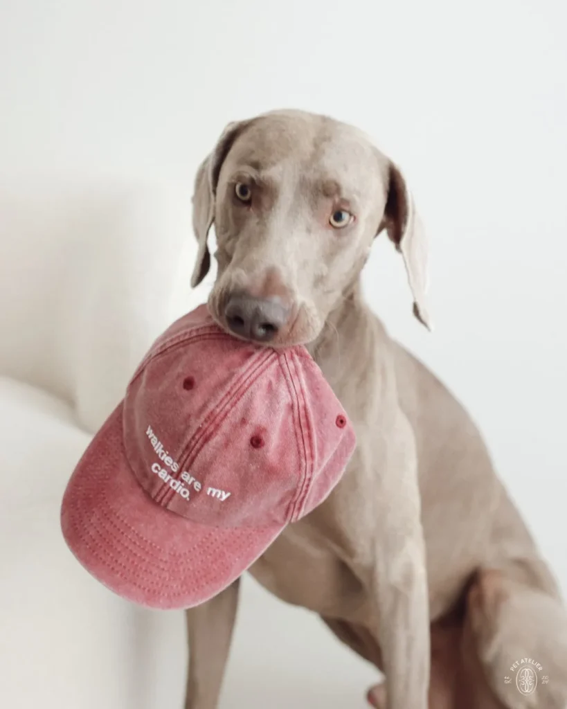 Weimaraner con la gorra roja de Oliva bordada con «walkies are my cardio.» en la boca