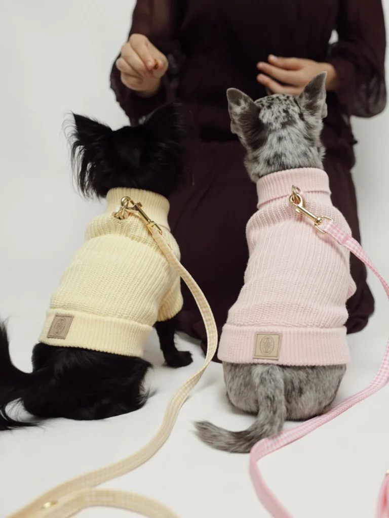 Two small dogs wearing the soft yellow and blush pink knit jumpers, with yellow and pink Vichy leashes