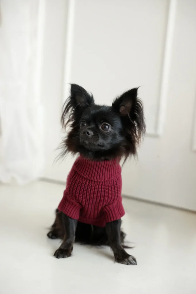 Perro pequeño negro con el jersey de punto burdeos