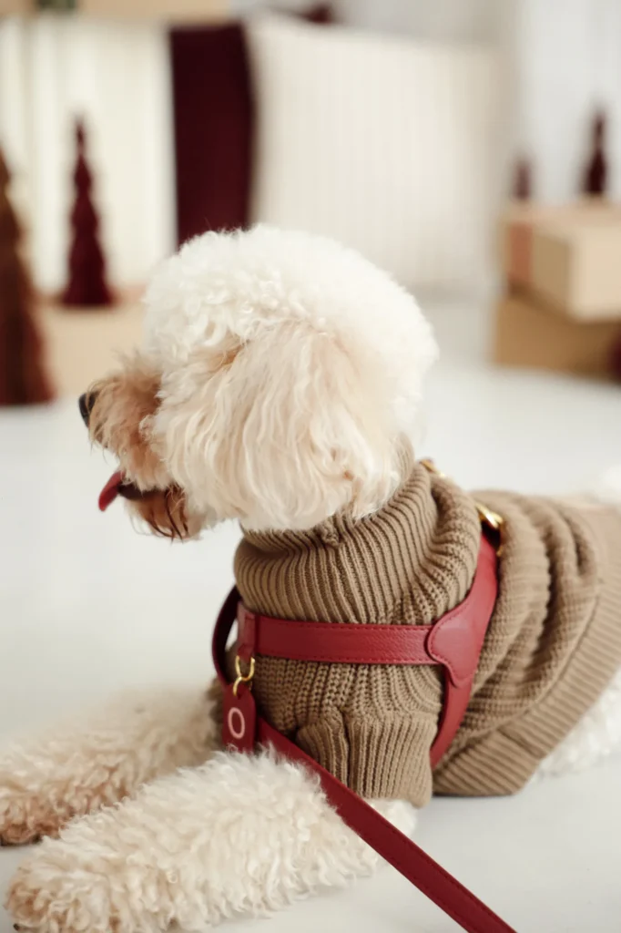 Perro blanco de pelo rizado con el jersey de punto marrón y un arnés burdeos