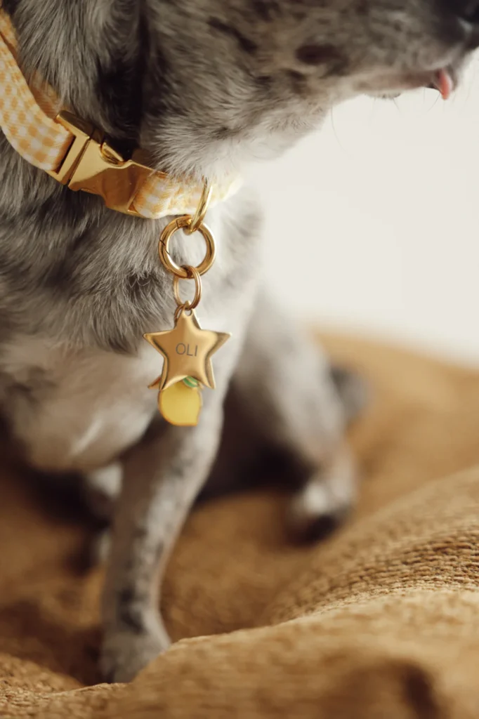 Perro gris con una placa dorada de estrella con el nombre OLI grabado con láser y un charm de limón en el collar Vichy amarillo