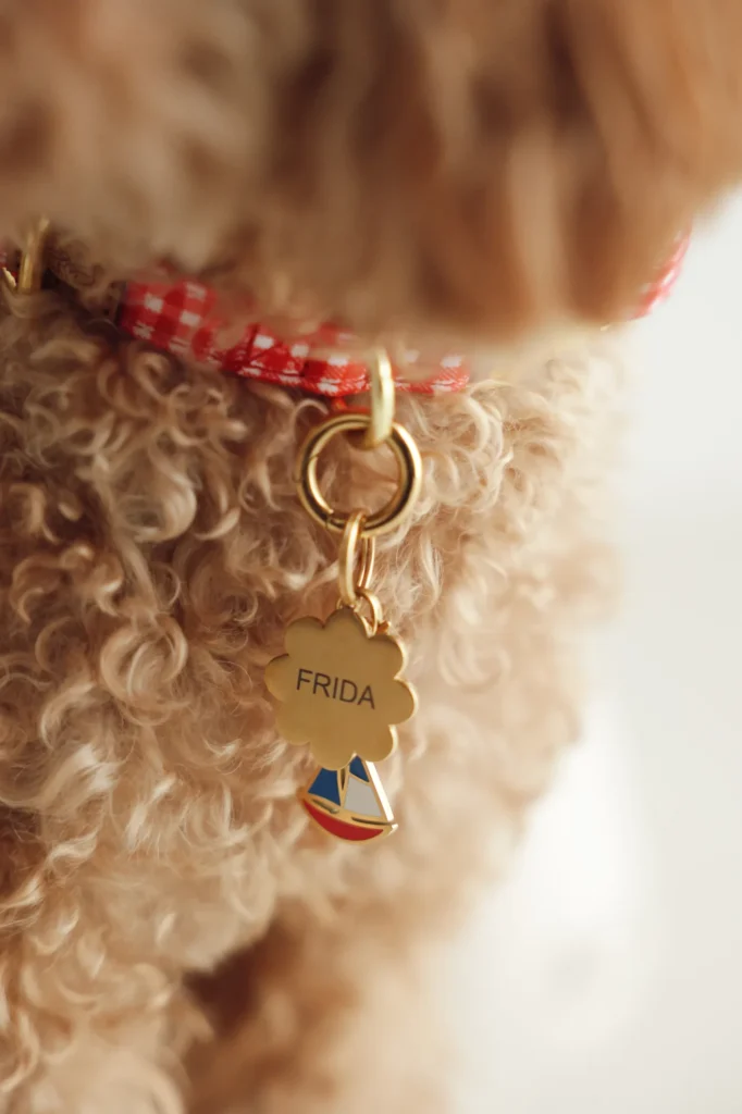 Caniche con una placa dorada de flor con el nombre FRIDA grabado con láser y un charm de velero en el collar Vichy rojo