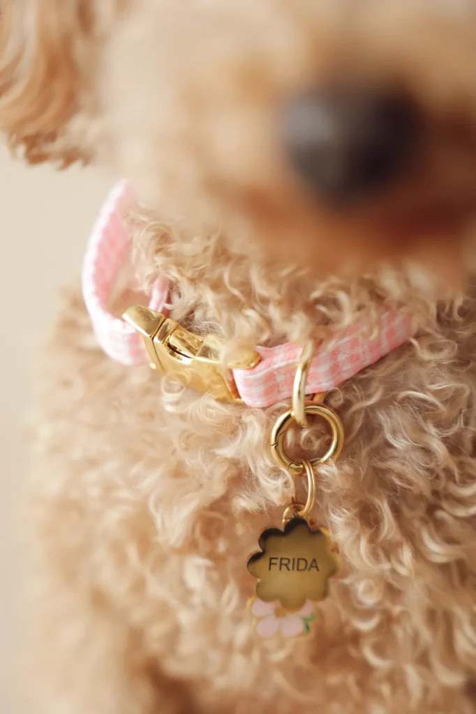 Curly poodle wearing a gold flower ID tag laser engraved with FRIDA and a pink flower charm on the pink Vichy collar