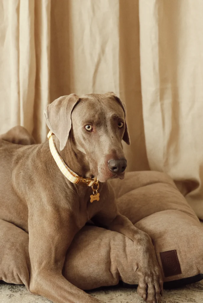 Weimaraner lying on a dog bed wearing a laser-engraved gold bone ID tag on a white collar
