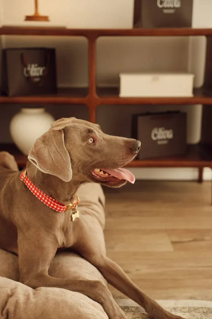 Weimaraner on a dog bed wearing a laser-engraved gold bone ID tag on the red Vichy collar