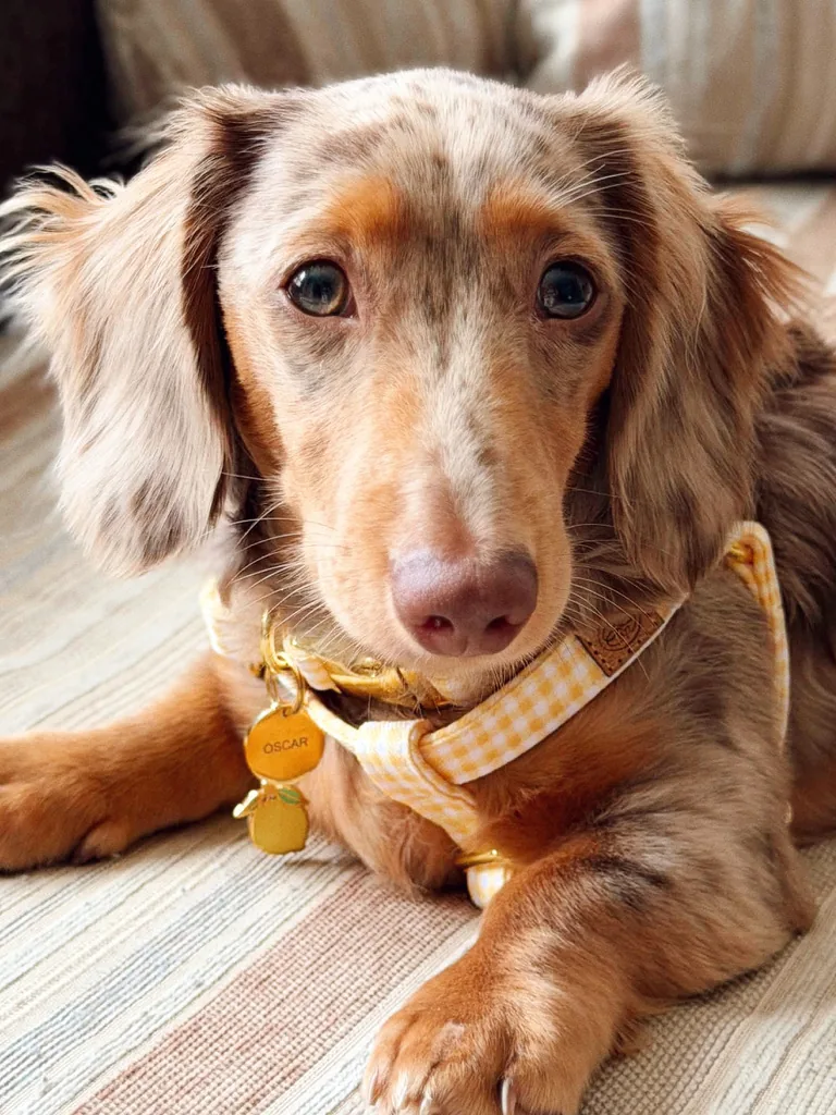 Teckel de pelo largo con una placa redonda pequeña dorada con el nombre OSCAR grabado con láser y un charm de limón en el collar Vichy amarillo